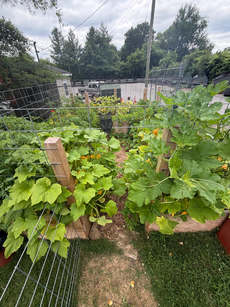 Tomato and squash rows