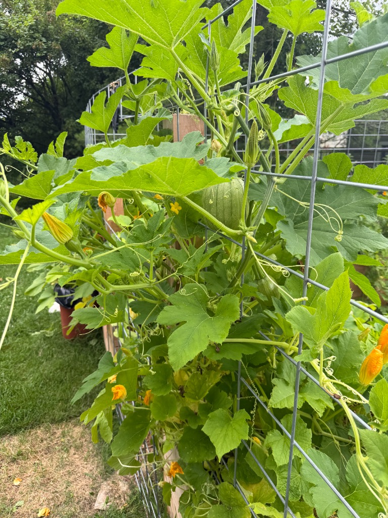 Squash growing on trellis
